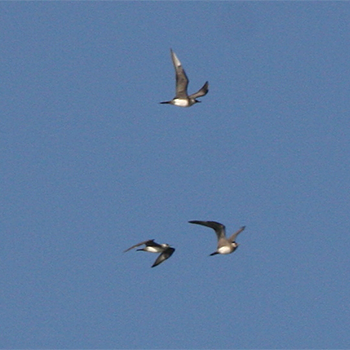 Parasitic Jaegers