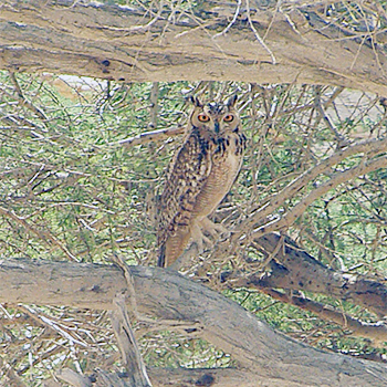 Pharaoh Eagle-owl