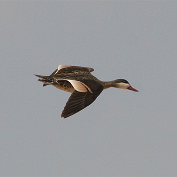 Red-billed Duck