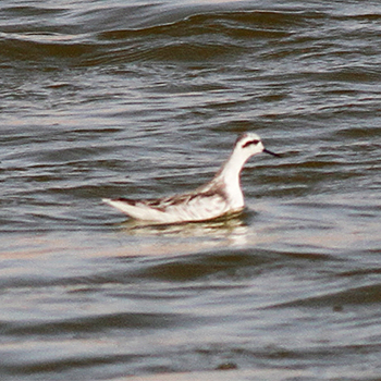 Red-necked Phalarope