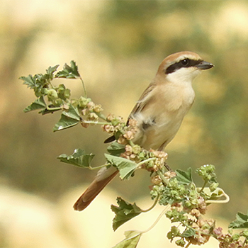 Red-tailed Shrike