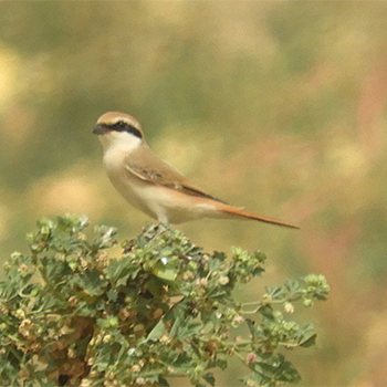 Red-tailed Shrike