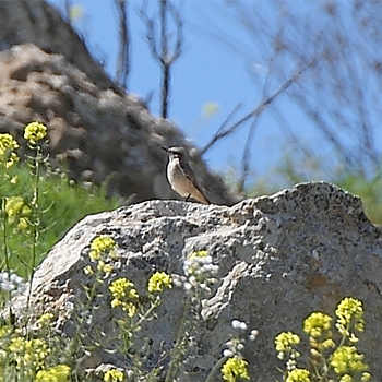 Red-tailed (Persian) Wheatear