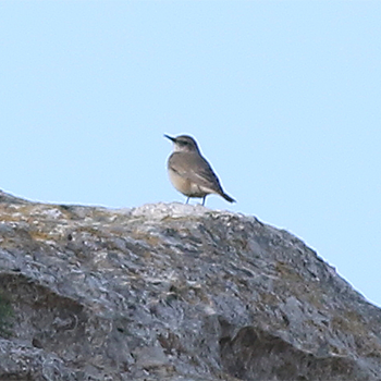 Red-tailed (Persian) Wheatear