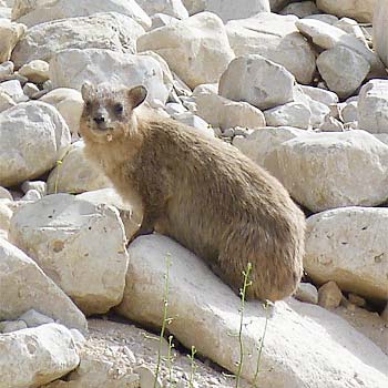 Rock Hyrax
