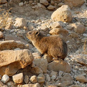 Rock Hyrax