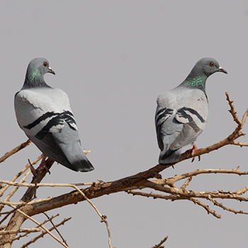 Rock Pigeon (<em>palaestinae</em>)