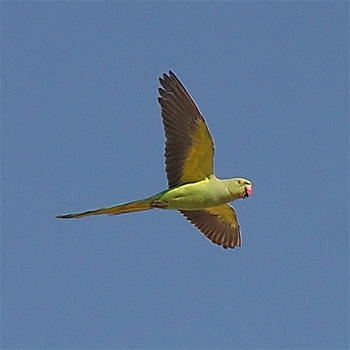 Rose-ringed Parakeet