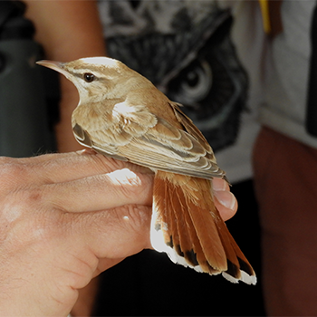 Rufous-tailed Scrub-robin