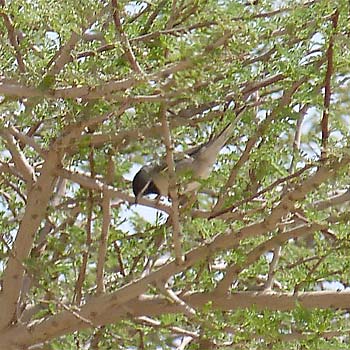 R&uuml;ppell's Warbler