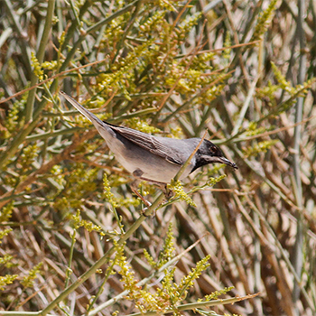 Rüppell's Warbler
