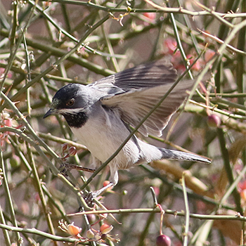 Rüppell's Warbler