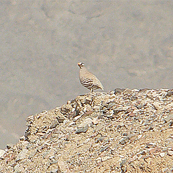 Sand Partridge