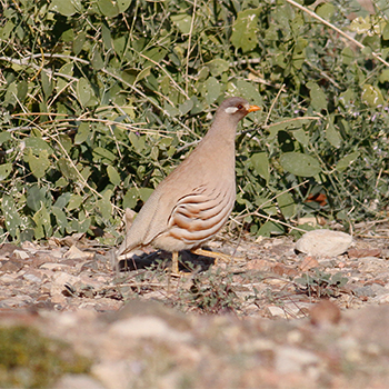 Sand Partridge