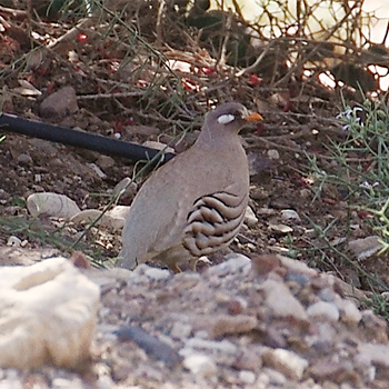 Sand Partridge