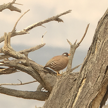 Sand Partridge