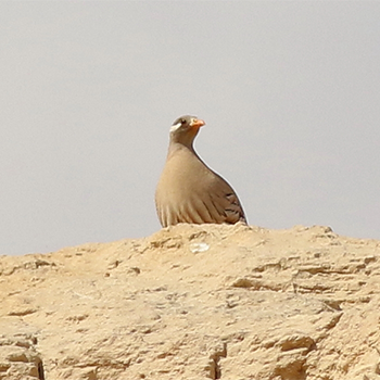 Sand Partridge