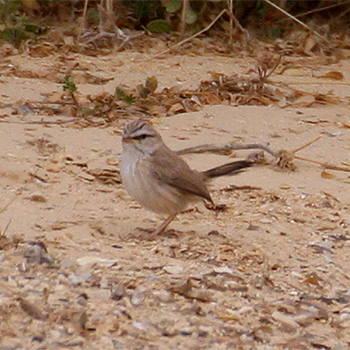 Scrub Warbler