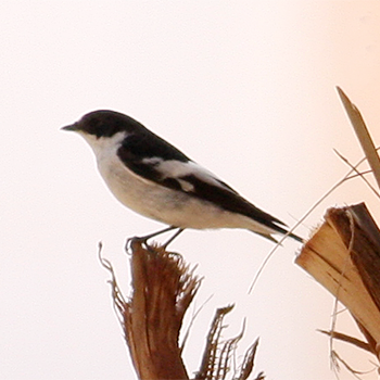 Semicollared Flycatcher