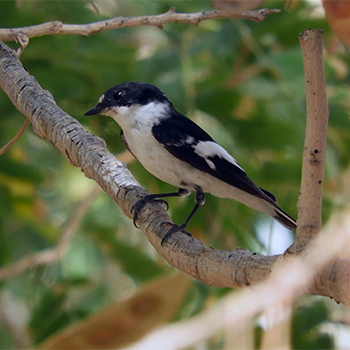 Semicollared Flycatcher
