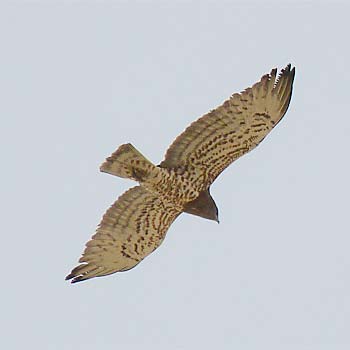 Short-toed Snake-eagle
