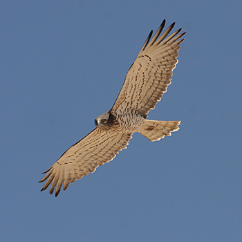 Short-toed Snake-eagle