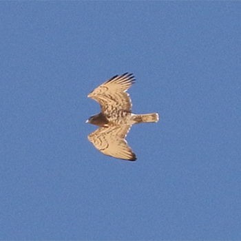 Short-toed Snake-eagle