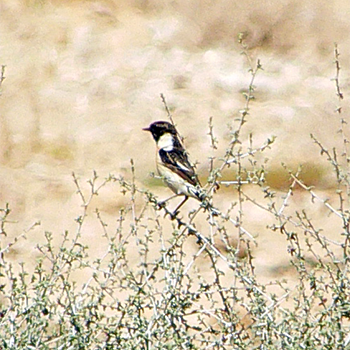 Siberian Stonechat