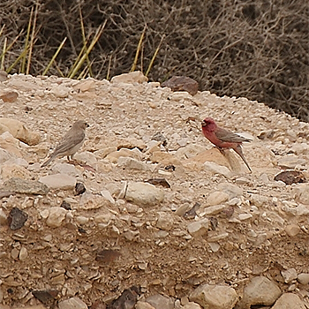 Sinai Rosefinches