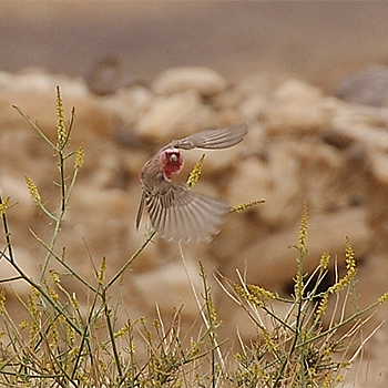 Sinai Rosefinch
