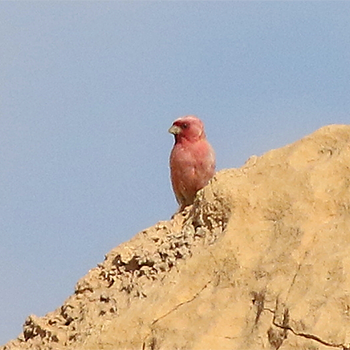 Sinai Rosefinch
