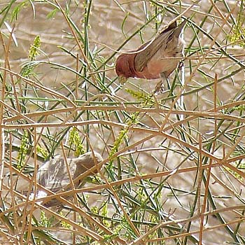 Sinai Rosefinches