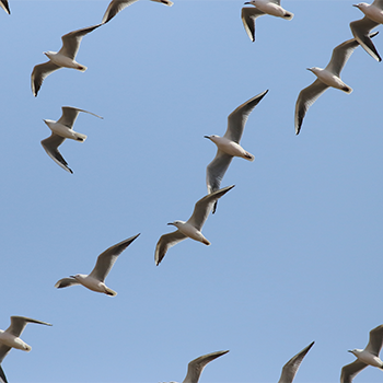 Slender-billed Gulls