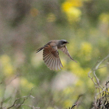 Spectacled Warbler