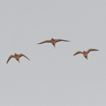 Spotted Sandgrouse
