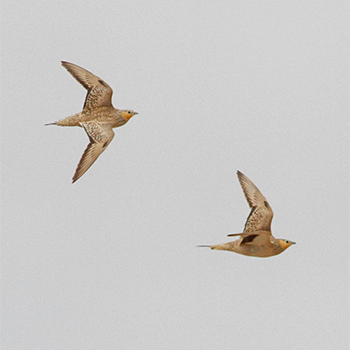 Spotted Sandgrouse