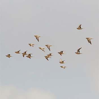 Spotted Sandgrouse