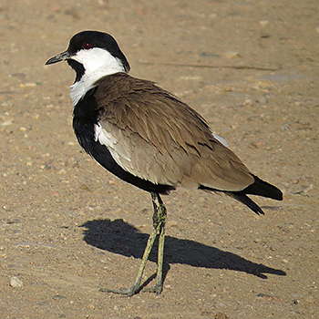 Spur-winged Lapwing