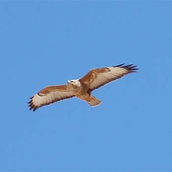 Common (Steppe) Buzzard