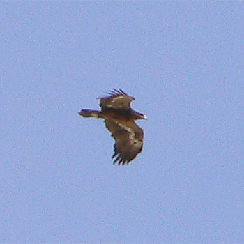 Steppe Eagle