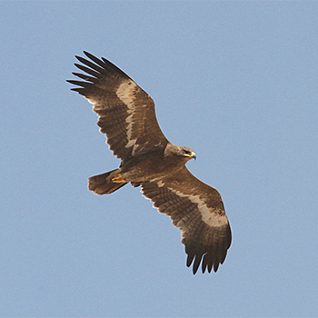 Steppe Eagle