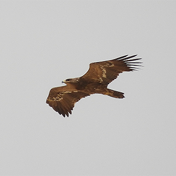 Steppe Eagle