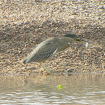 Striated Heron