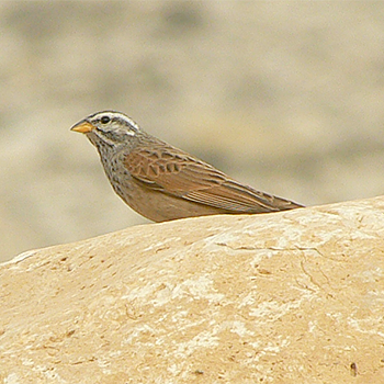 Striolated Bunting