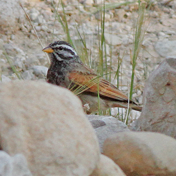 Striolated Bunting