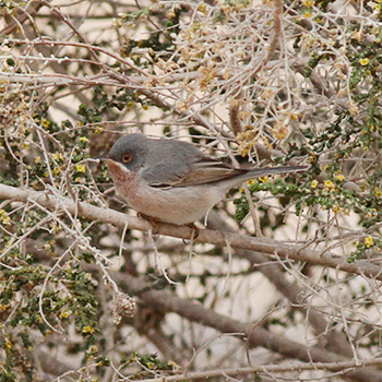Eastern Subalpine Warbler