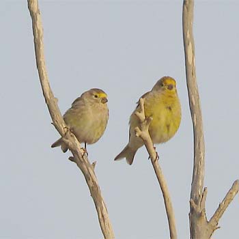 Syrian Serins