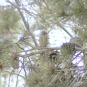 Syrian Serin