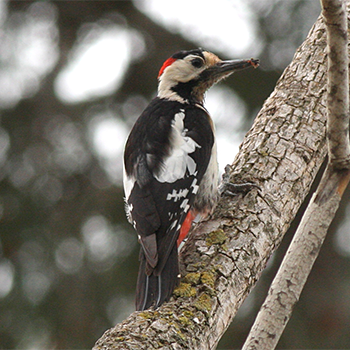Syrian Woodpecker