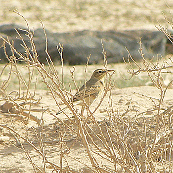Tawny Pipit